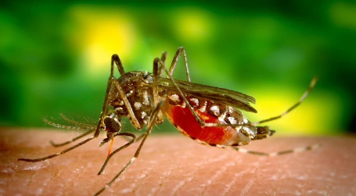 Nguy cơ bệnh Chikungunya xâm nhập vào nước ta