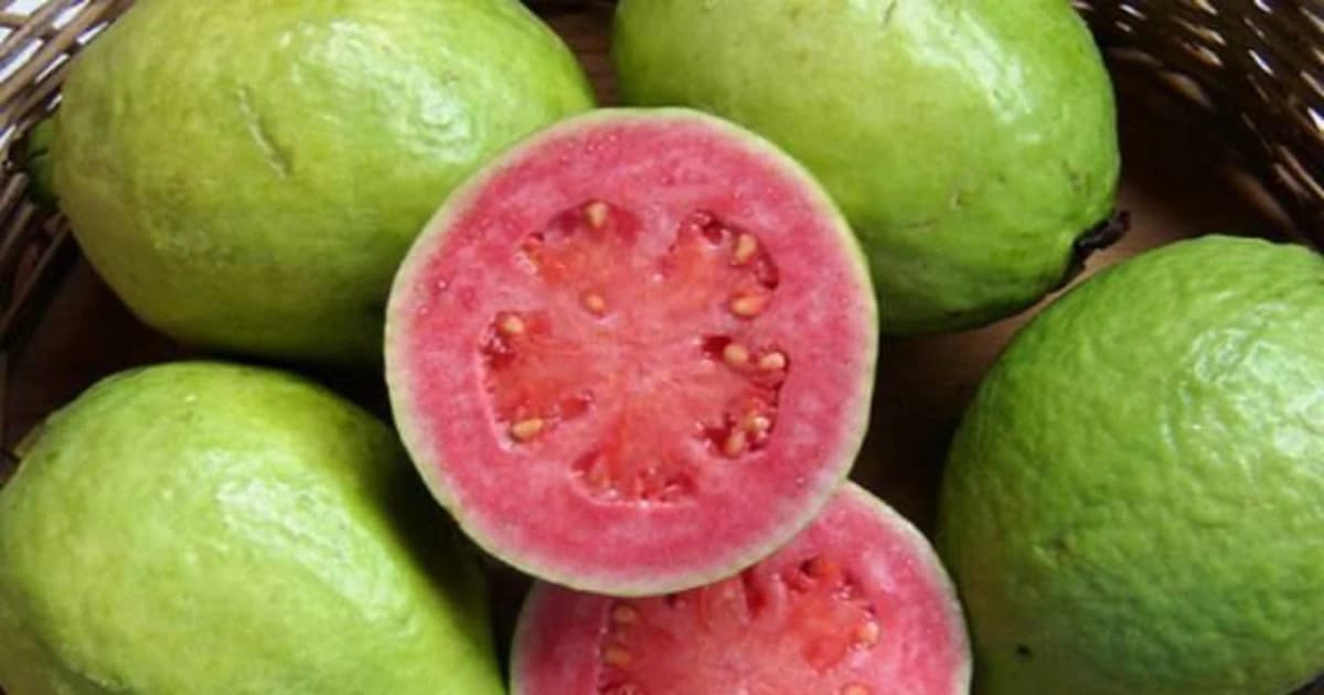 Ăn quả ổi tốt nhưng những người này không nên ăn