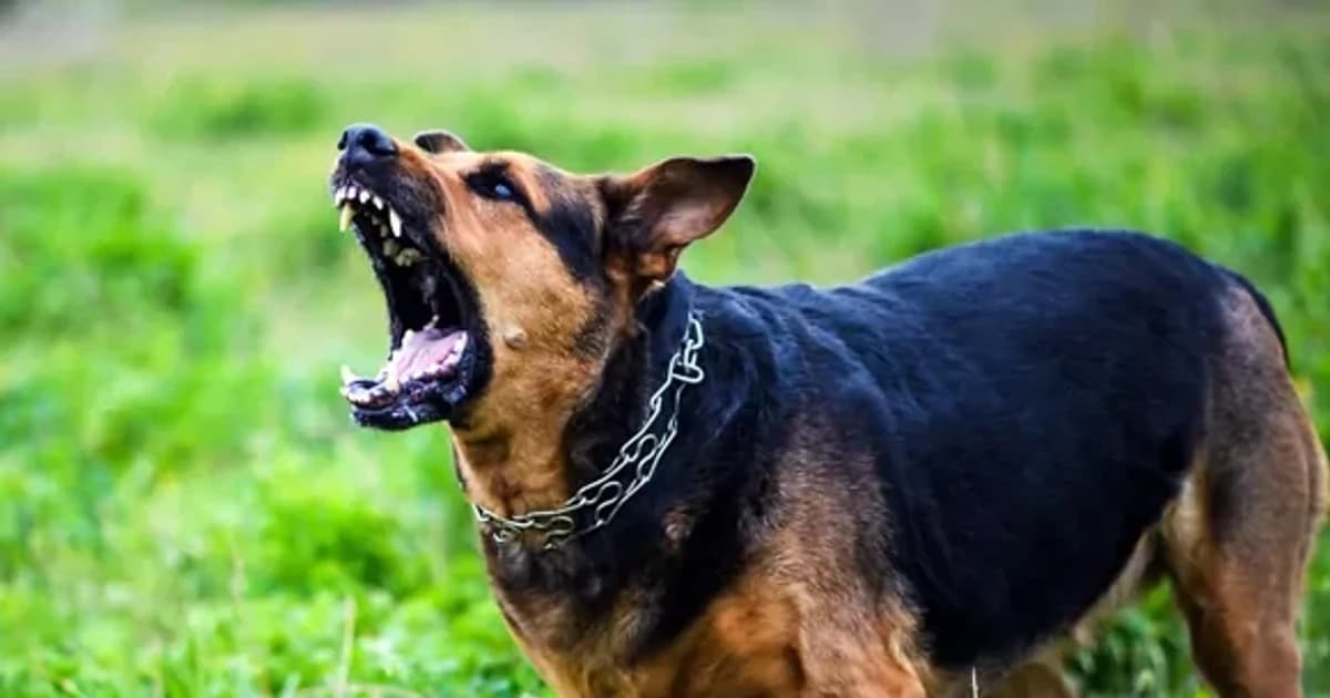 Ngăn chặn một đối tượng tự nhận chữa được bệnh dại do chó dại cắn