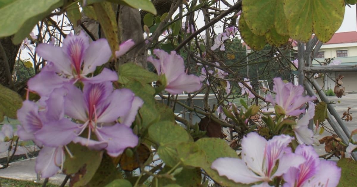 Nhiều hoạt động ý nghĩa và đặc sắc tại Lễ hội Hoa Ban tỉnh Điện Biên 2026