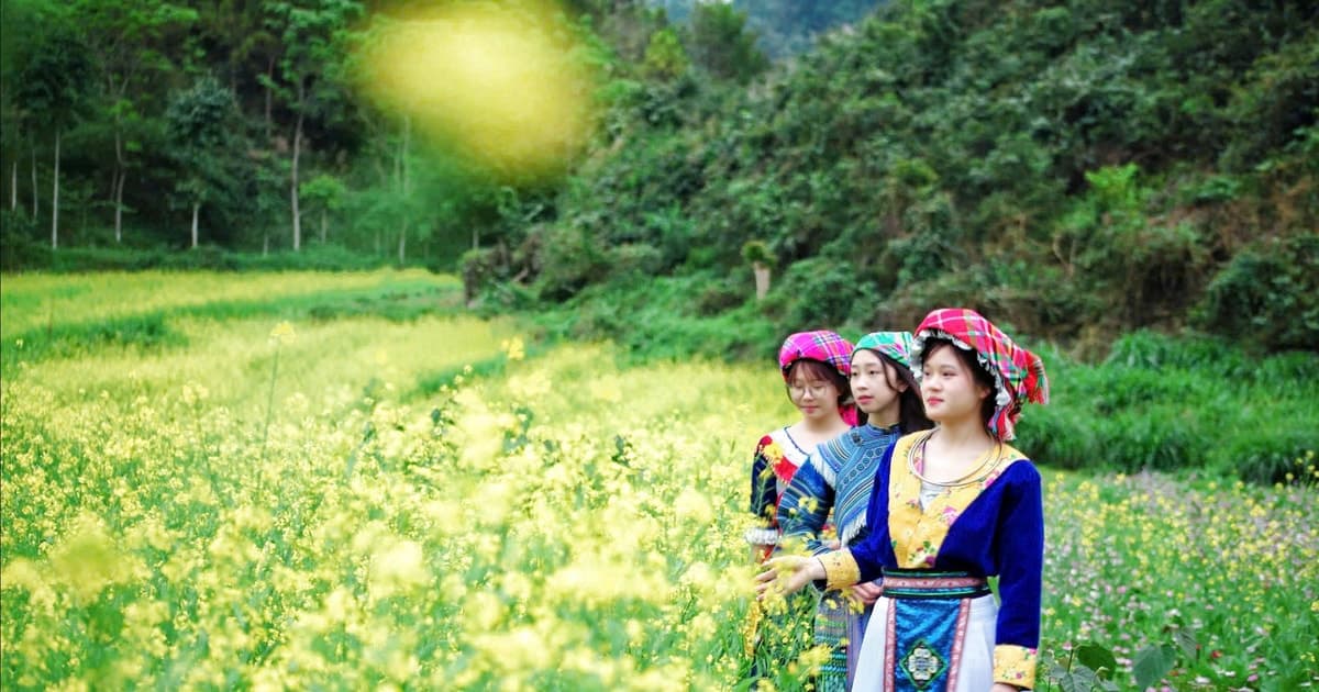 Sắc hoa cải nhuộm vàng cao nguyên đá Đồng Văn