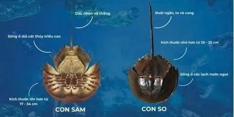 Người đàn ông suýt chết vì ăn nhầm so biển