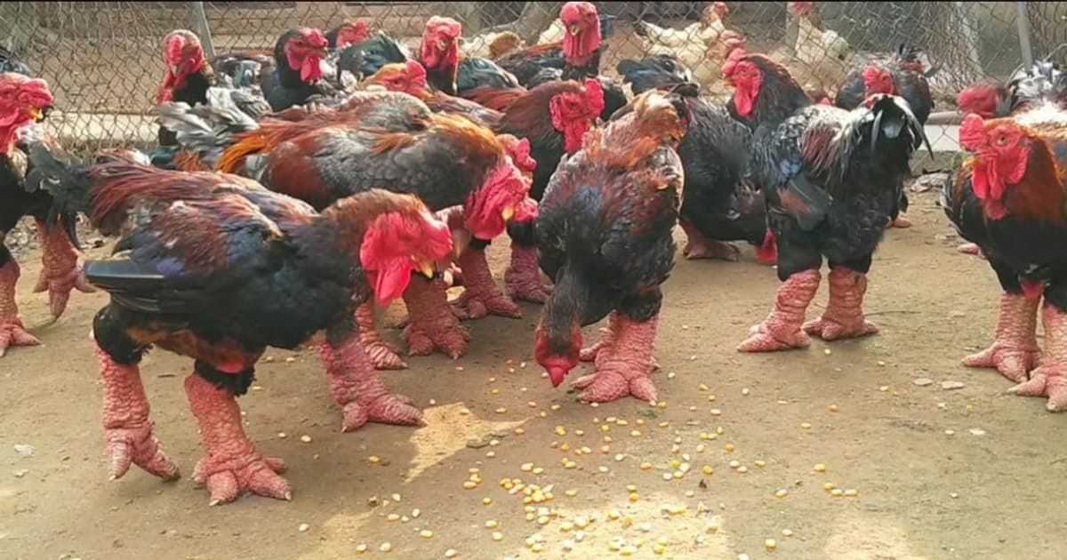 Tri thức nuôi và chế biến gà Đông Tảo là di sản văn hóa phi vật thể quốc gia