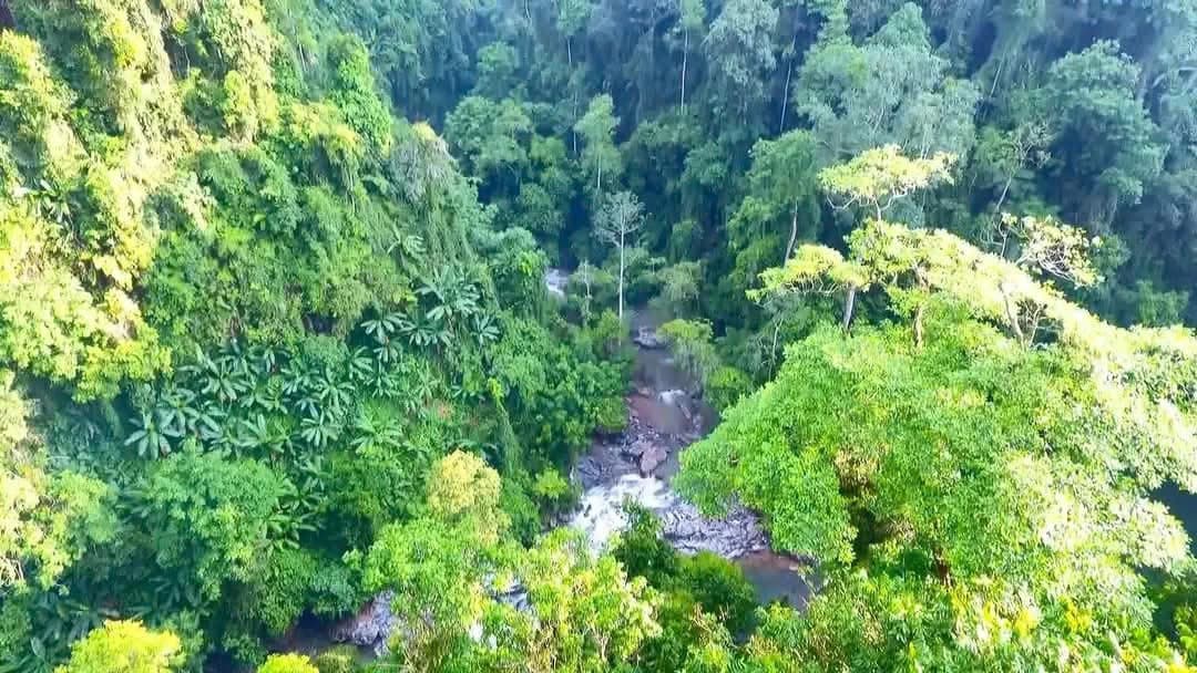 Lời thề giữa đại ngàn