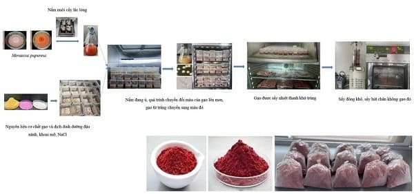 Gạo lên men đỏ bằng công nghệ sinh học