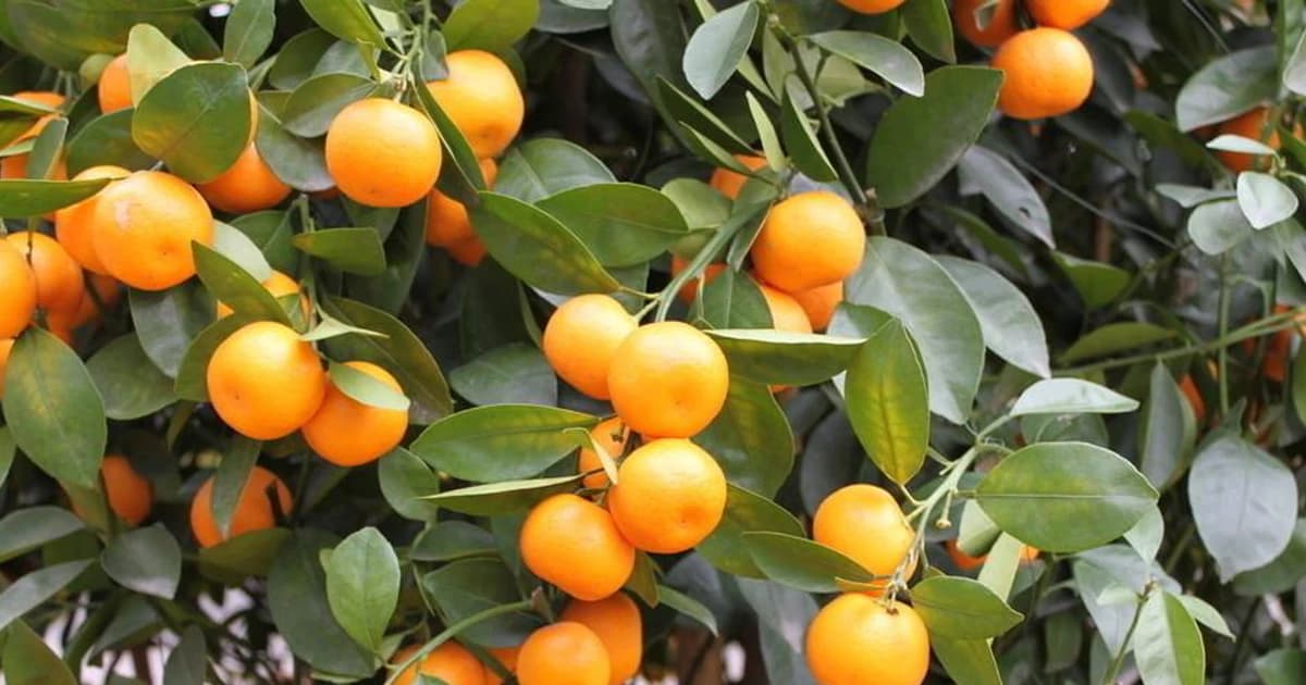 7 lợi ích sức khỏe không thể phủ nhận của quả quất