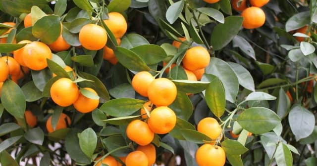 7 lợi ích sức khỏe không thể phủ nhận của quả quất