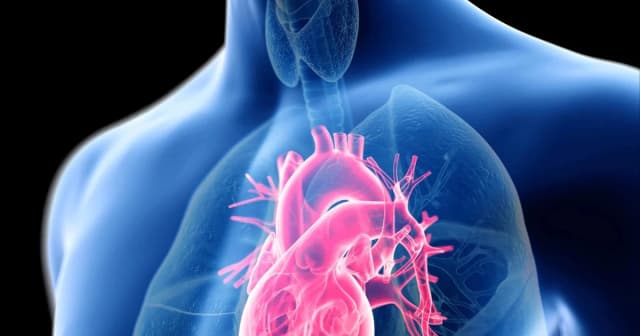 Hé lộ khả năng 'miễn ung thư' của trái tim