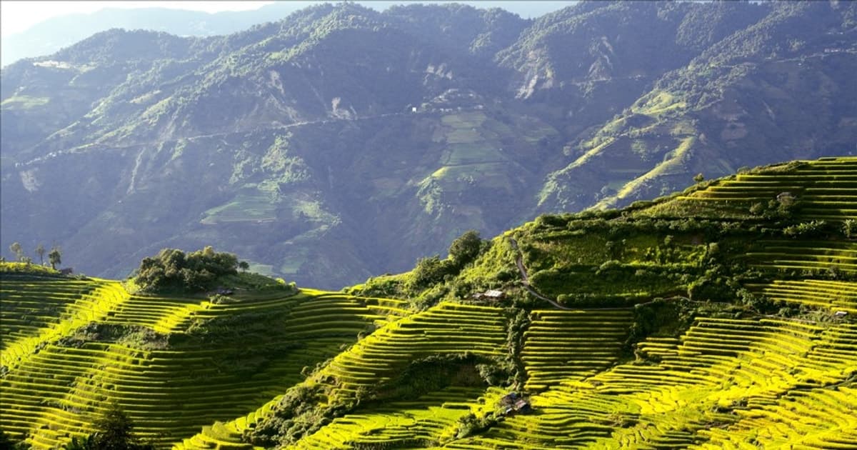 Mê mẩn bức tranh mùa vàng Dào San