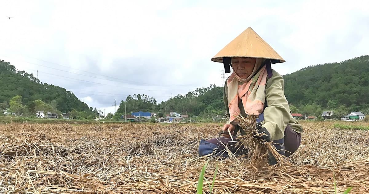 'Bão chồng bão', nông dân ở Nghệ An xót xa nhìn lúa chín rục ngoài đồng