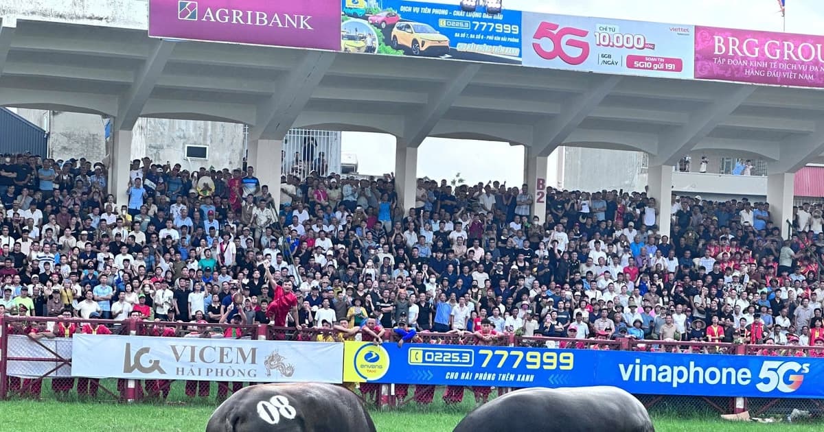 Hải Phòng: Đặc Sắc Lễ hội chọi trâu Đồ Sơn - VTV 2025