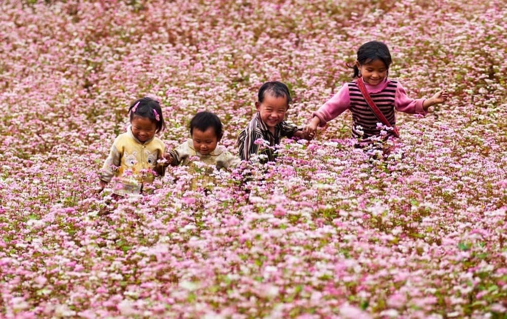 Chuẩn bị diễn ra Lễ hội hoa Tam Giác Mạch lần thứ XI