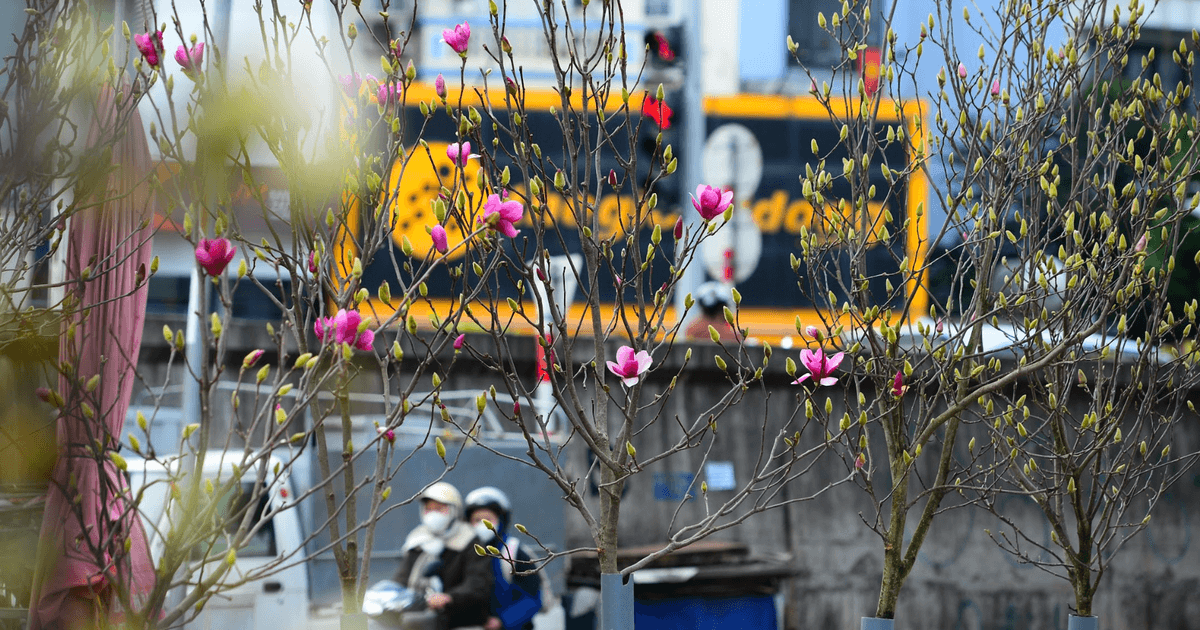 Hoa mộc lan nhập khẩu 'đổ bộ' chợ Quảng An trước thềm năm mới 2026