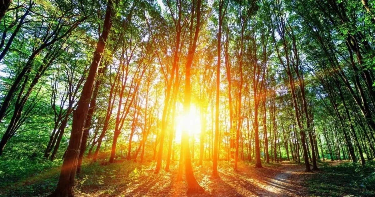 Thu giữ CO2 từ cảm hứng quang hợp