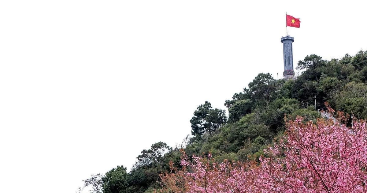 Lần đầu tiên tổ chức Festival hoa mai anh đào tại Tuyên Quang