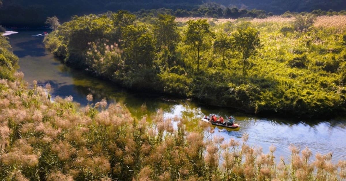 Tràng An Ninh Bình: Ngắm mùa lau sậy trổ bông trắng xóa như mây trời