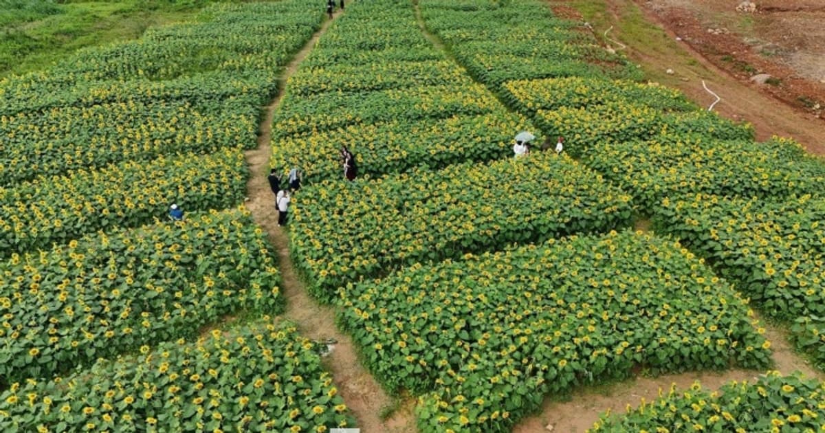 Quảng Ngãi: Check-in cánh đồng triệu bông hướng dương bừng nở đón xuân sớm