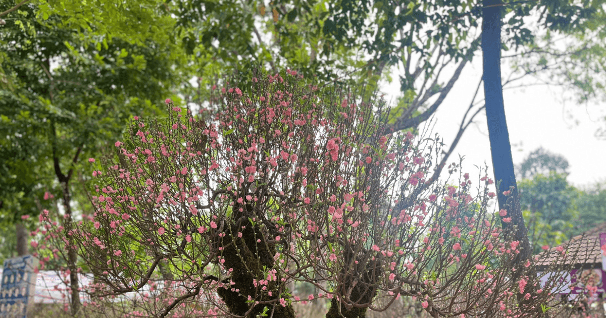 Xu hướng chơi hoa Tết giá trị cao và thuê cây cho công sở đón xuân