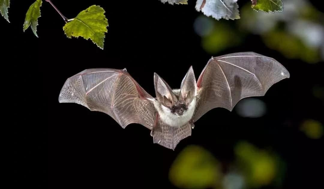 TPHCM chủ động giám sát, ngăn chặn dịch bệnh do virus Nipah