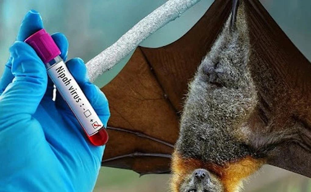 An Giang chủ động phòng, chống bệnh do vi rút Nipah