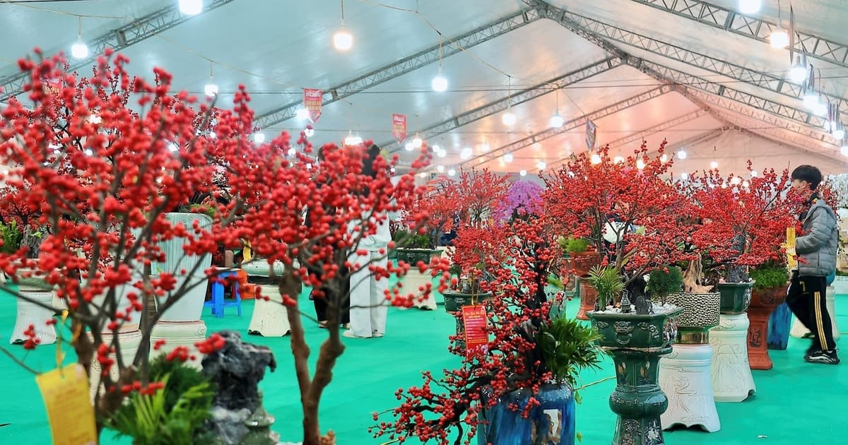 Đào đông đỏ giá hàng trăm triệu đồng chờ đón khách mua dịp cận Tết 2026