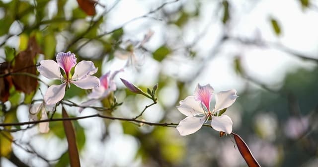 Tỉnh Điện Biên mở rộng quy mô Lễ hội Hoa Ban 2026