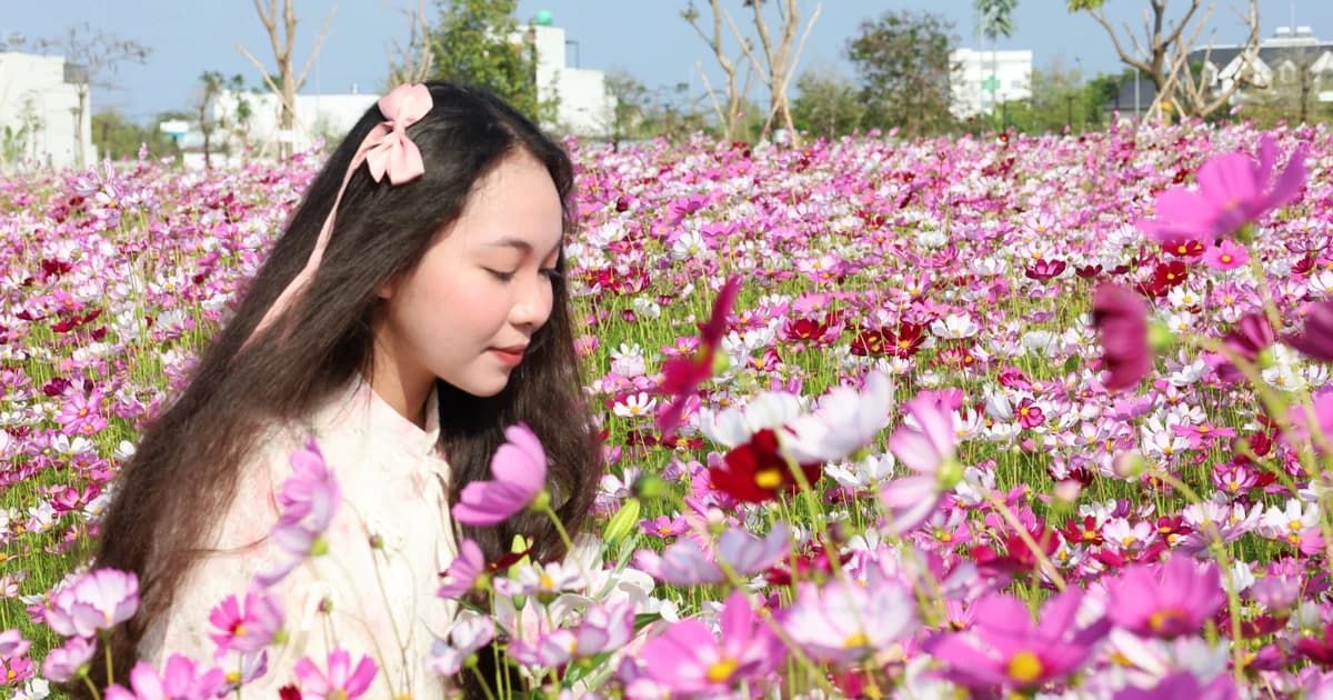 Du khách nô nức check-in cánh đồng hoa sao nhái tuyệt đẹp ở Cà Mau