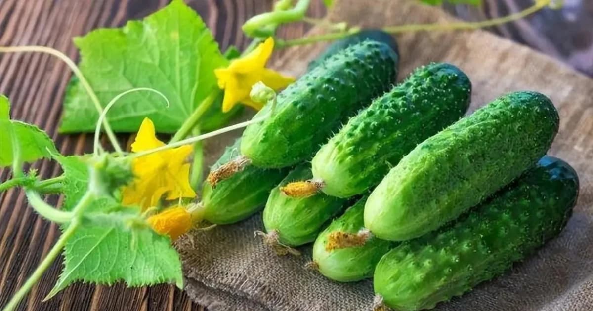 Người thích ăn dưa chuột cần biết điều này trước khi quá muộn