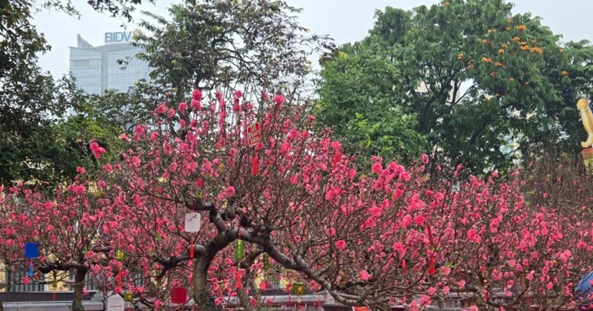 Hà Nội mở cửa không gian hoa Xuân tại vườn hoa Lý Thái Tổ