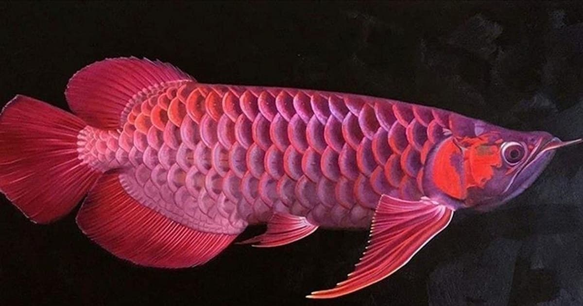 13 người cấp cứu sau bữa ăn trứng cá Rồng