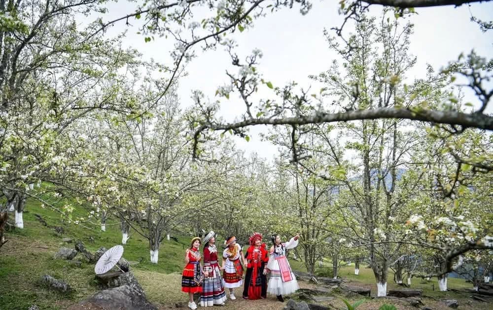 Lễ hội Hoa lê Hồng Thái lan tỏa giá trị văn hóa vùng cao