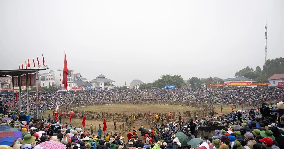 Khai mạc Lễ hội chọi trâu cổ nhất Việt Nam