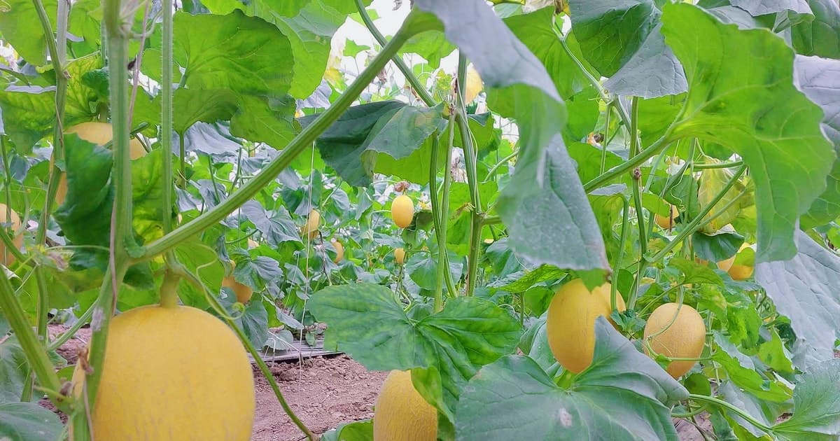 Doanh nghiệp thực phẩm khẩn trương chuẩn bị hồ sơ công bố sản phẩm trước khi Nghị định 46 có hiệu lực