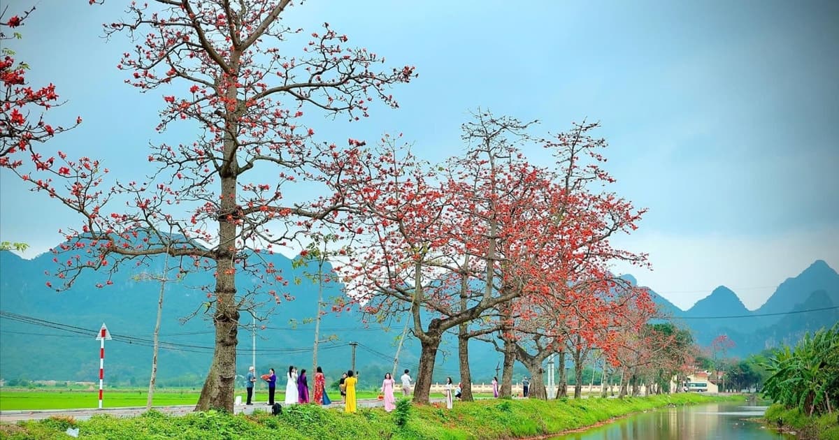 Rực rỡ mùa hoa gạo thôn Đoan Nữ - 'tọa độ' check-in tại ngoại thành Hà Nội