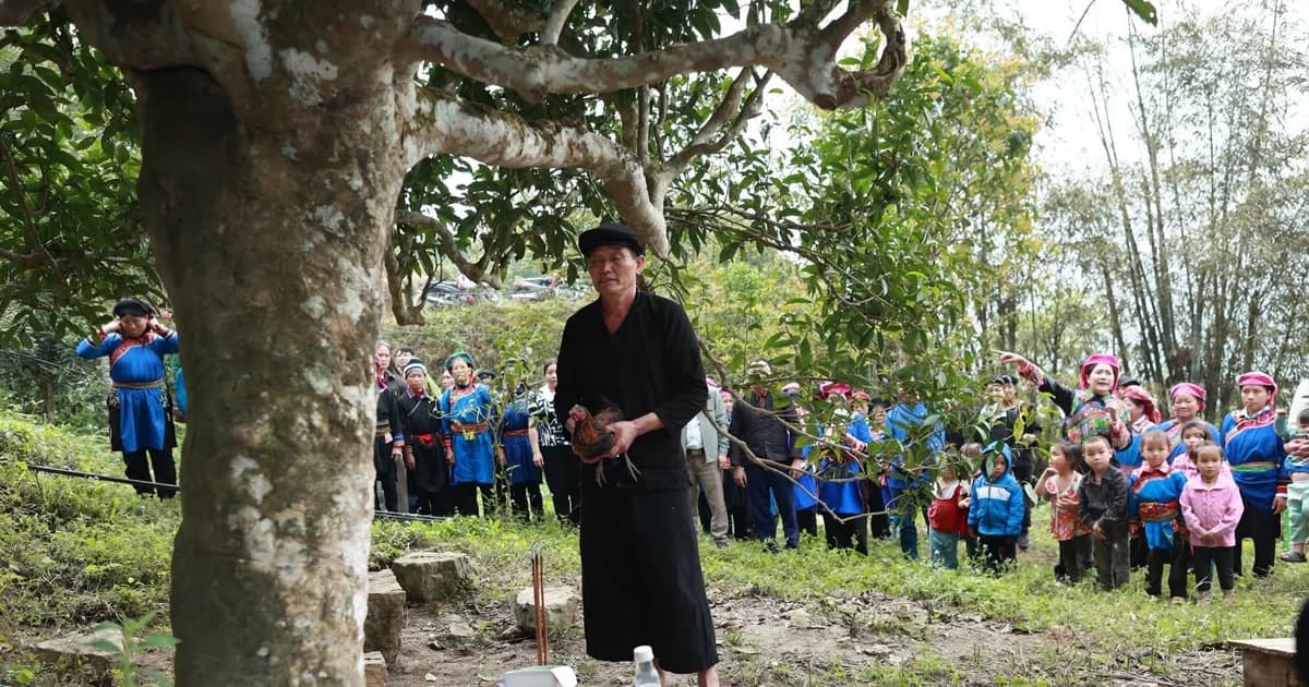 Độc đáo lễ hội dưới tán trà cổ thụ của người Cờ Lao