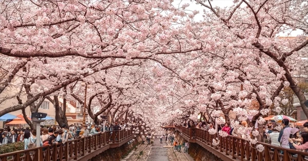 Hàn Quốc bước vào mùa hoa anh đào 2026