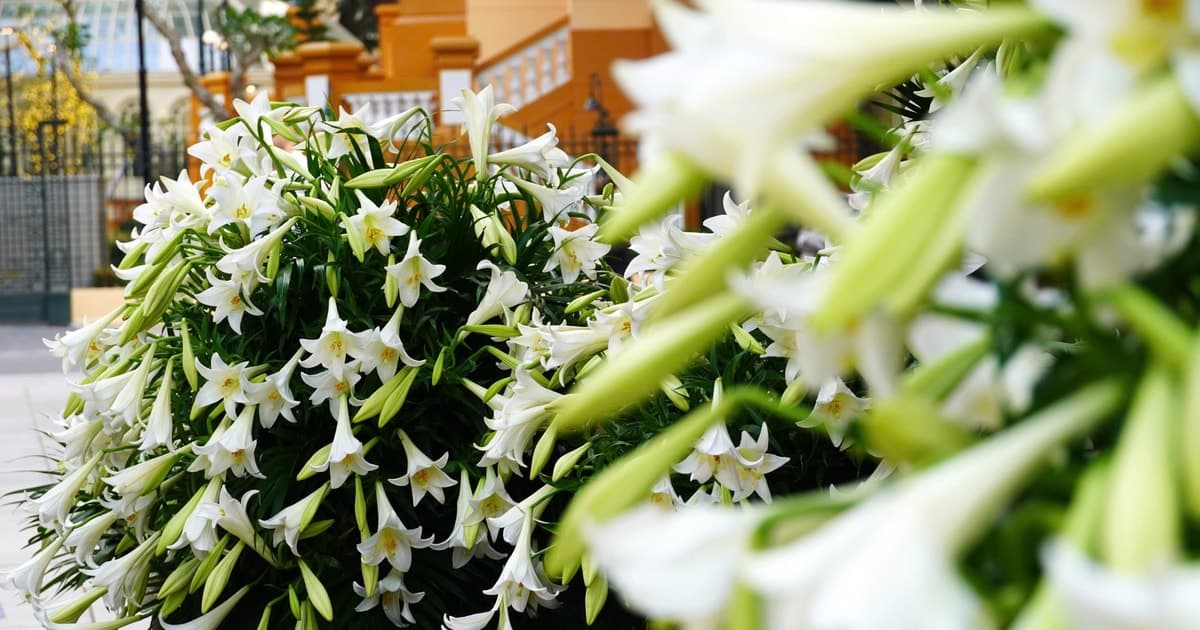 Không gian 'Âm nhạc cuối tuần': Gợi ký ức từ những mùa hoa loa kèn