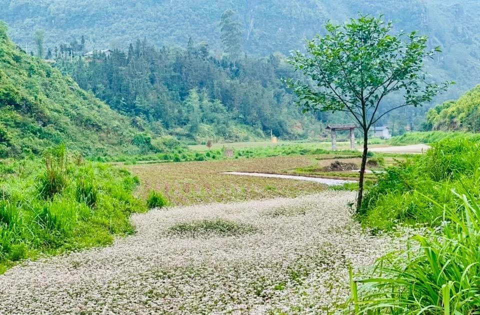 Lạ lẫm những triền hoa tam giác mạch trái mùa nơi cực Bắc