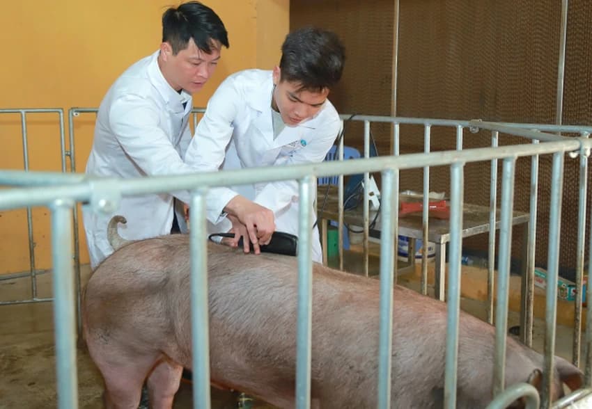 Chuyển đổi chăn nuôi bền vững không chỉ tăng năng suất