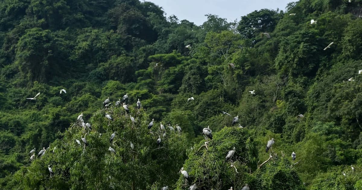 Thung Nham - nơi bảo tồn nhiều loài chim quý