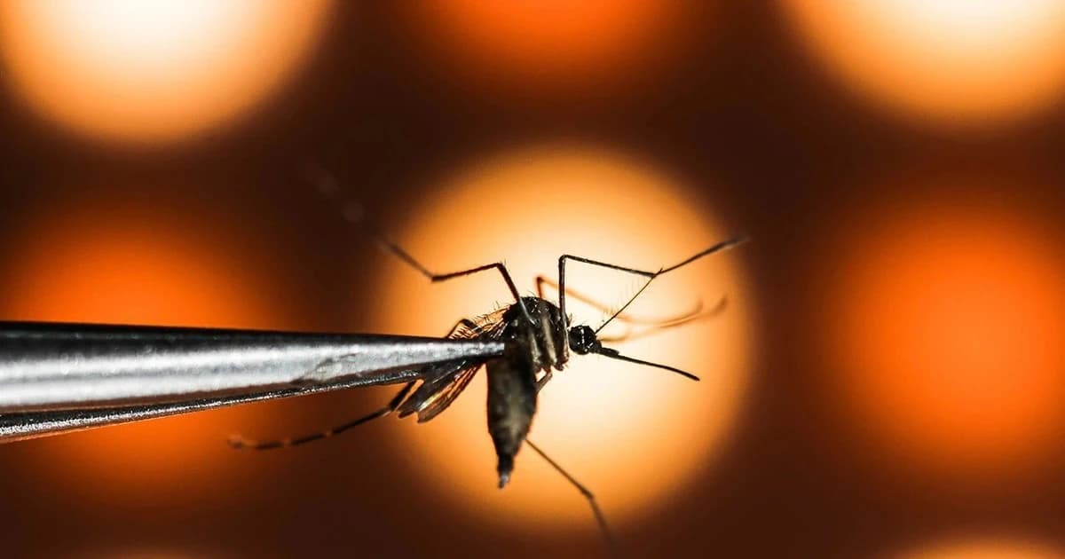 Vũ khí sinh học kép chống sốt xuất huyết