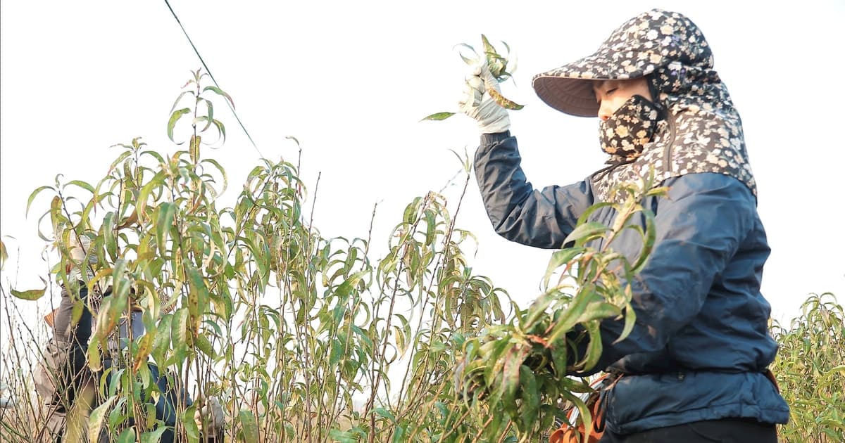 Người dân trồng đào Nhật Tân tất bật tuốt lá, ‘canh’ hoa nở đón Tết Nguyên đán 2026