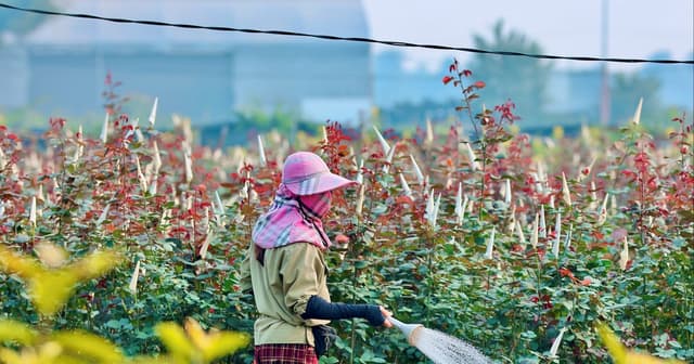 Người dân xã Mê Linh tất bật chăm sóc hoa, chuẩn bị cho vụ Tết Nguyên đán 2026