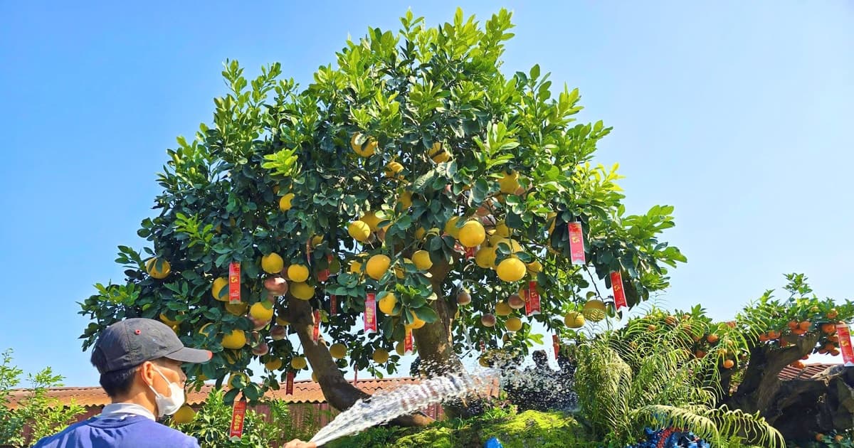 Ngắm những cây cảnh chơi Tết có giá vài trăm triệu đồng