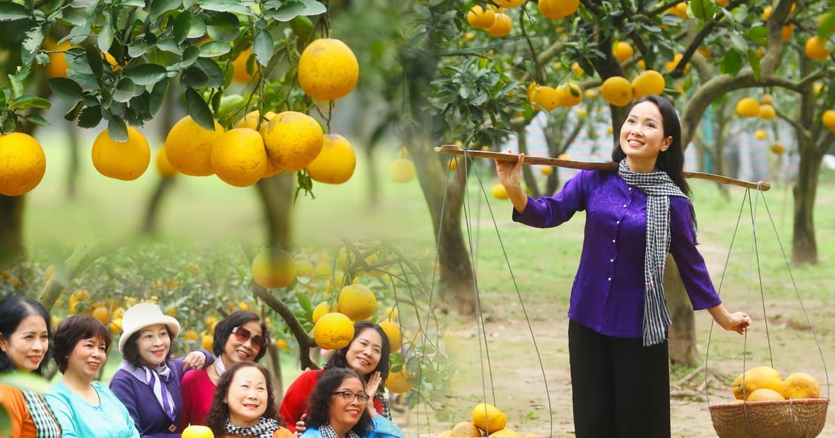 Vườn bưởi Diễn ‘gây sốt’ vào mùa chín rộ, du khách đổ về check-in
