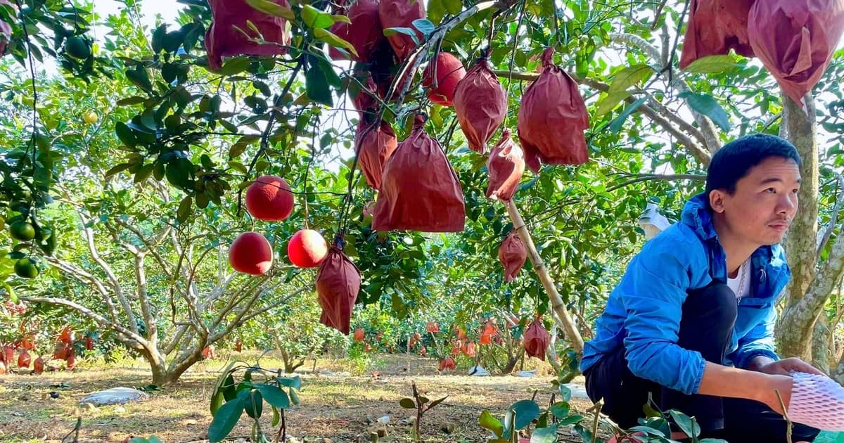 Bưởi đỏ Luận Văn vào mùa, rực rỡ chờ Tết Nguyên đán 2026