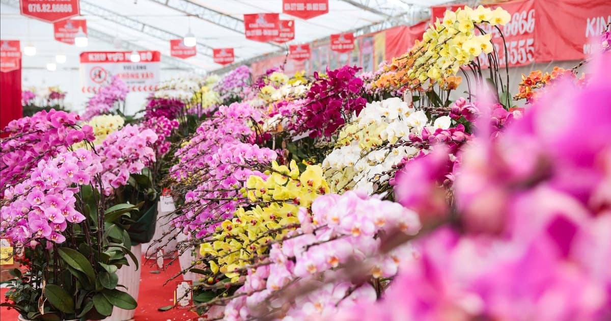 Lan hồ điệp bạc triệu 'nhuộm' sắc Hà Nội những ngày cận Tết 2026