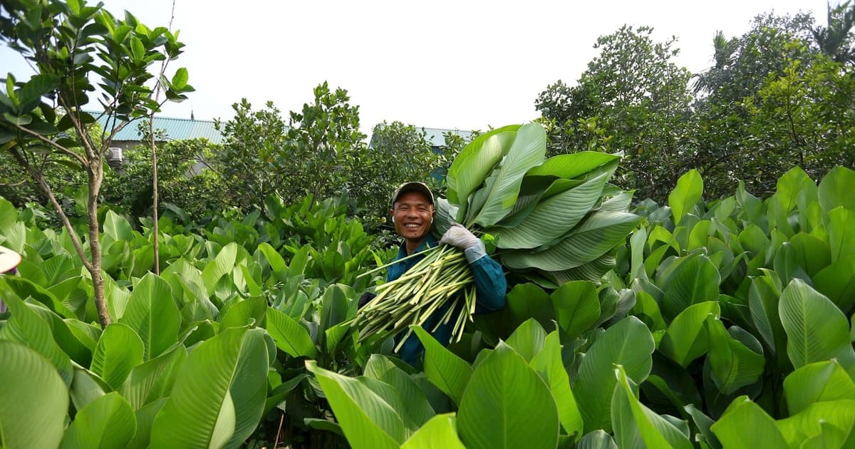 Làng Tràng Cát rộn ràng thu hoạch lá dong gói bánh chưng đón Tết 2026