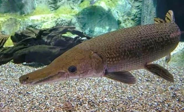 Ăn trứng cá 'phúc lộc thọ', 10 người ở Thanh Hoá bị ngộ độc