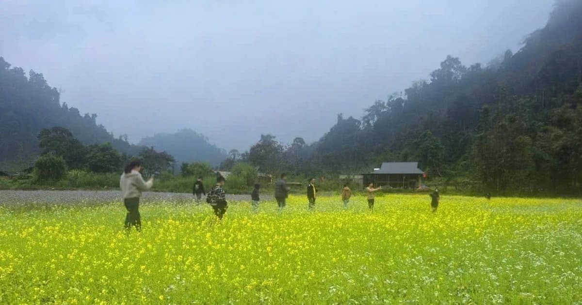 Hoa cải Bản Bung nhuộm vàng sườn đồi, thung lũng níu chân du khách